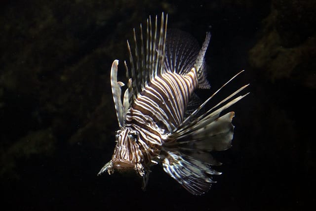 l'aquàrium de barcelona